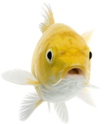 Gold Fish